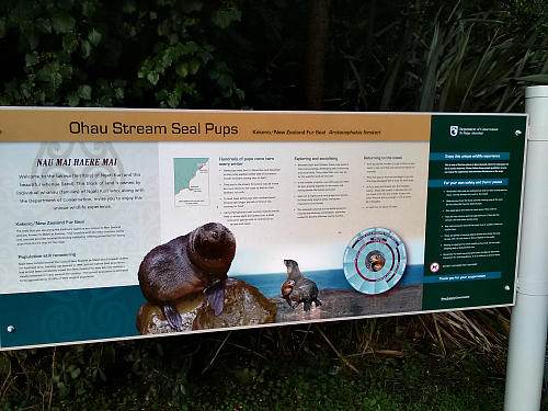 The entrance to the Ohau Stream seal pups