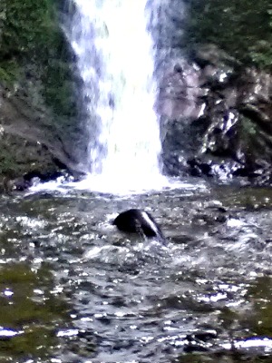 Seal pups frolic at the Ohau stream waterfall