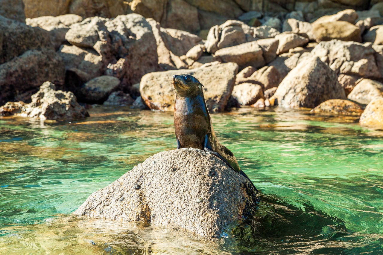 Abel Tasman Fur Seal on Rock - pic courtesy www.nelsontasman.nz