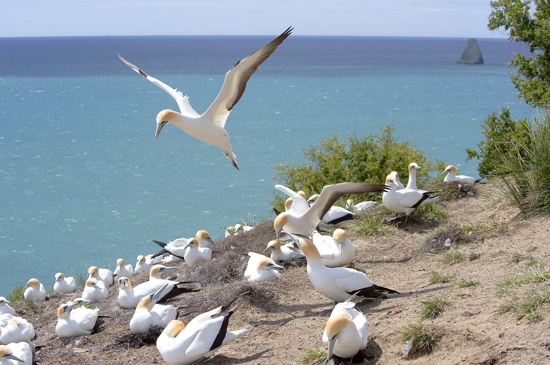 Gannet colony at Cape Kidnappers - image courtesy Robertson Lodges