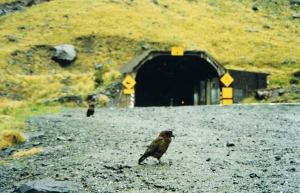 The Kea, a native parrot that delights in eating rubber trim on rental cars!