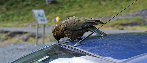 A Kea having a pick at a car - picture courtesy Joshin Yamada